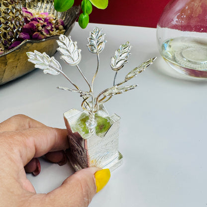 German Silver Tulsi Plant